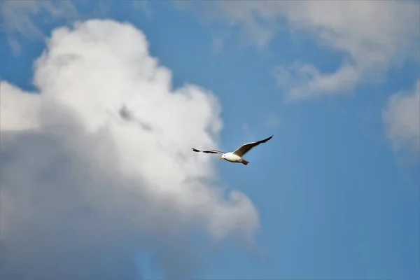 Gaviota Volando Cielo Azul —  Fotos de Stock
