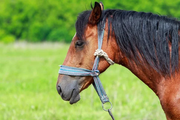 Horse Close Green Field — Stock Photo, Image