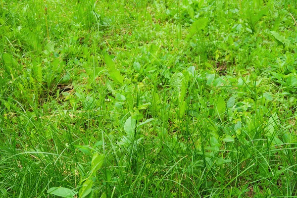 Juicy Green High Grass Field — стоковое фото