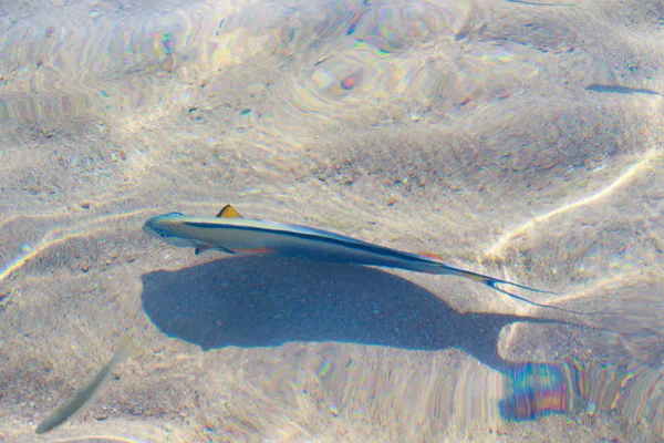 水によるデフォーカス サンゴ礁魚トップ ビュー — ストック写真