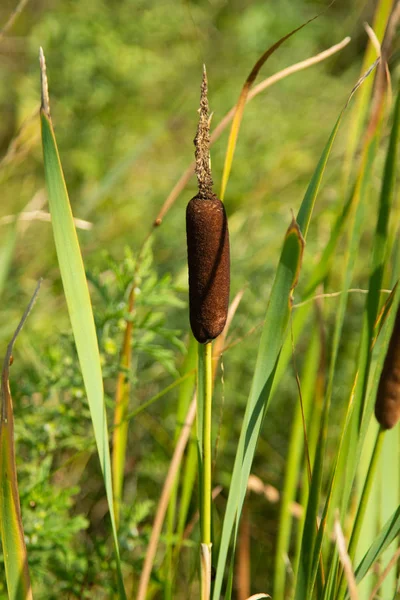 Typha Latifolia Campo — Fotografia de Stock