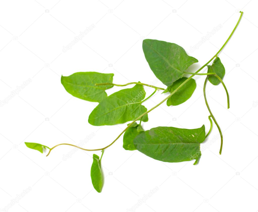 green leaves of a creeper on a white background