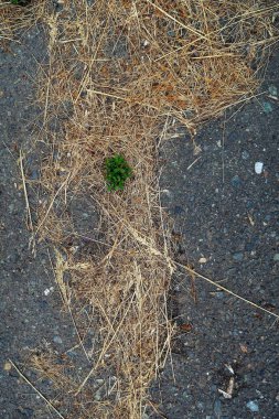 Asfalt zemin üzerine sarı çim