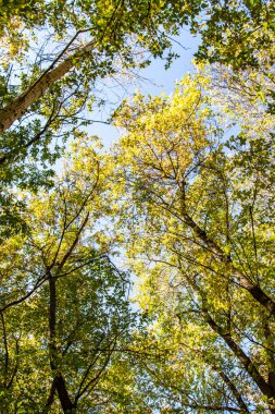 ağaç görünümünü aşağıdan gökyüzüne sonbahar manzara bırakır