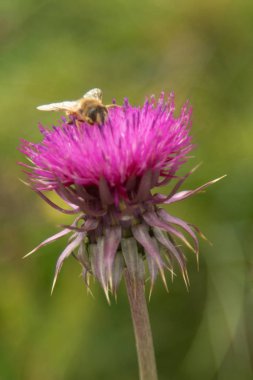 Thistle çiçek closeup doğa