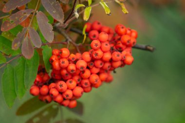 Yaz Olgun kırmızı meyveler Rowan Ağacı