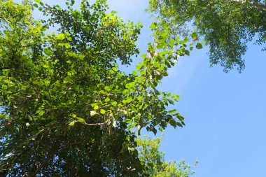 yeşil ağaçların altındaki mavi gökyüzü görünümü karşı