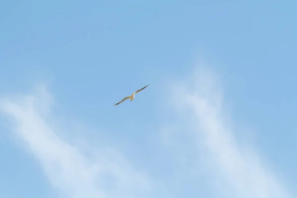 Птахи Мартини Блакитне Небо Білі Хмари День — стокове фото