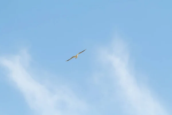 Aves Gaviotas Cielo Azul Nubes Blancas Día — Foto de Stock