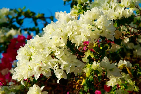 Heldere Bloemen Van Bougainvillea Landschap — Stockfoto