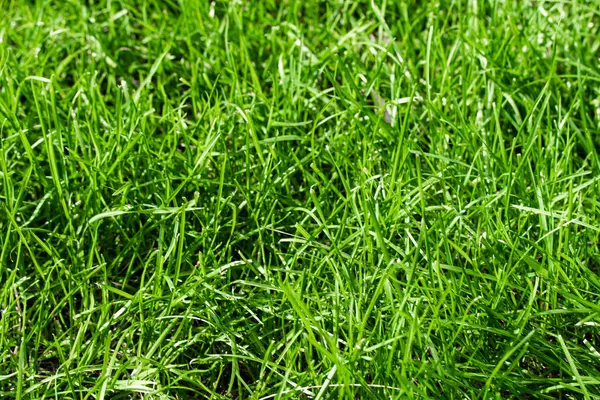 Grünes Gras Mit Verschwommenem Hintergrund — Stockfoto