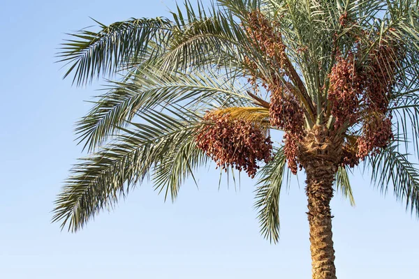 Datas Crescem Uma Natureza Palmeira — Fotografia de Stock