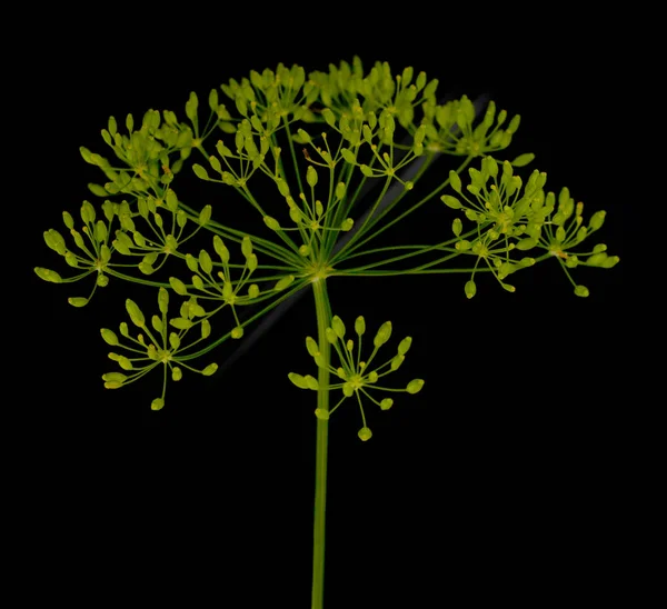 Frische Dillblüten Auf Schwarzem Hintergrund — Stockfoto