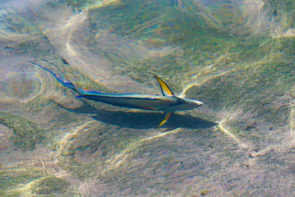 Вид Сверху Риф Обезвреженный Водой — стоковое фото