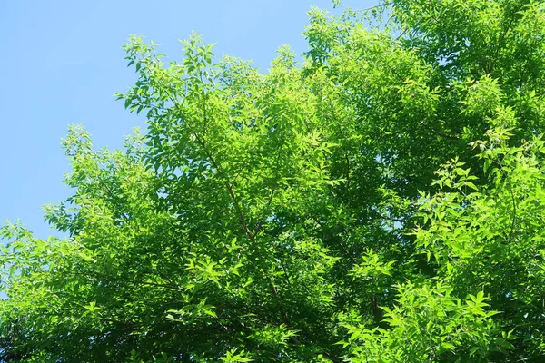 绿色的树木对蓝天的看法 从底部 — 图库照片
