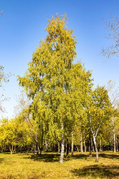 Blad Träd Visa Underifrån Skyen Höstlandskap Stockbild