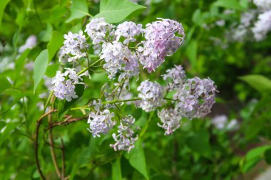 bir ağaç üzerinde parlak Lila çiçek