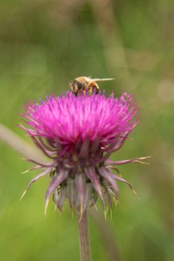 Thistle çiçek closeup doğa