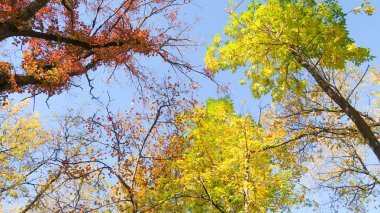 ağaç görünümünü aşağıdan gökyüzüne sonbahar manzara bırakır