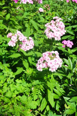 park doğa güzel çiçekler