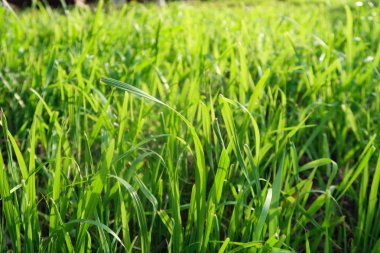 yeşil çim yakın çekim arka plan