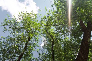 Aşağıdan yeşil orman bahar bakış bulutlar içine