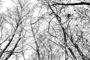 Beyaz arkaplanda ağaç dalları silueti