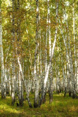 Sarı huş ağacı orman, geç sonbahar doğa manzara