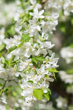 elma ağacı çiçek Peyzaj doğal
