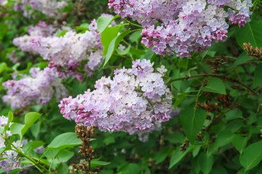 bir ağaç üzerinde parlak Lila çiçek