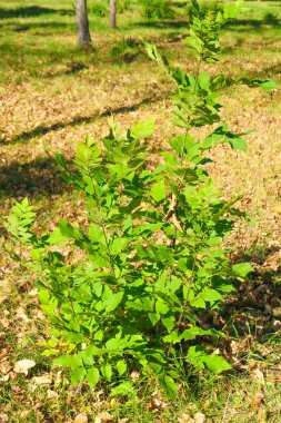 ağaç görünümünü aşağıdan gökyüzüne sonbahar manzara bırakır