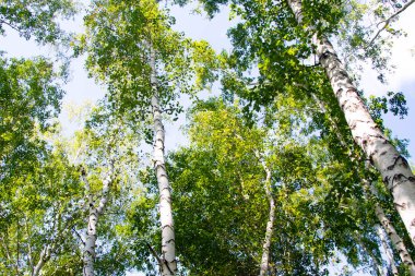 huş ağacı orman yaz doğa manzara