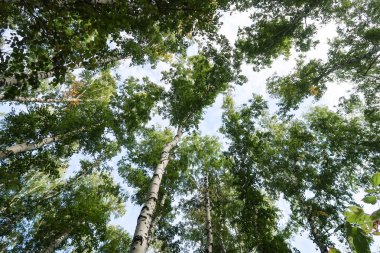 orman manzaralı aşağıdan gökyüzüne huş ağacı