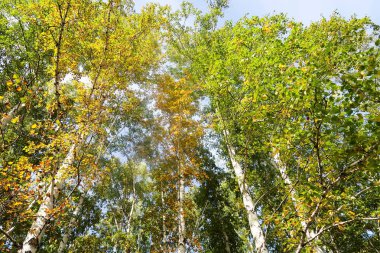 huş ağacı orman manzaralı gökyüzüne Sonbahar Doğa