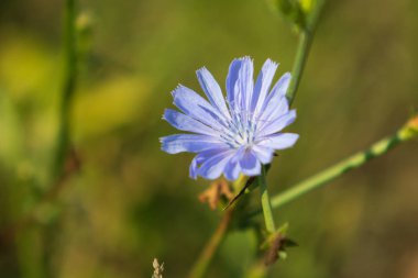 mavi çiçekler Hindiba Doğa