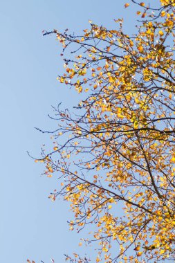 Sarı huş ağacı orman, geç sonbahar doğa manzara