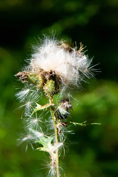 Weeds Other Grasses — Stock Photo, Image