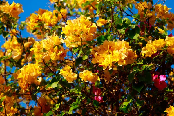 Heldere Bloemen Van Bougainvillea Landschap — Stockfoto