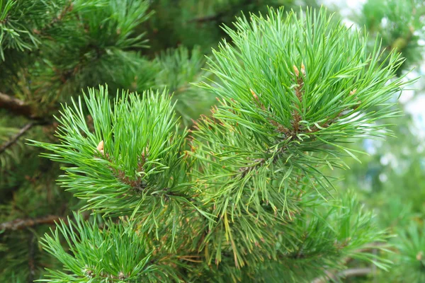 Grote Groene Naalden Van Een Boom Spar — Stockfoto