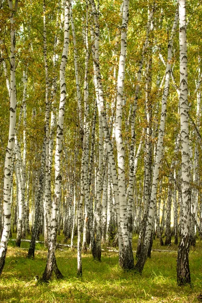 Желтый Березовый Лес Поздняя Осень — стоковое фото