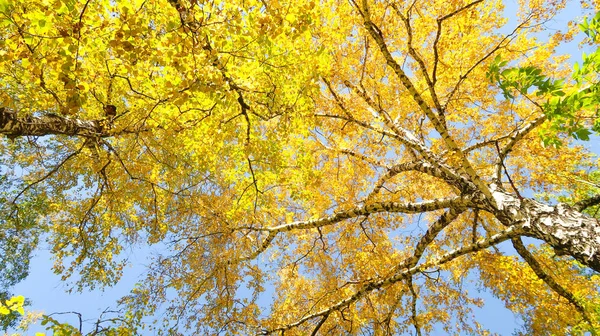 Bladeren Van Bomen Weergave Van Onderen Hemel Herfst Landschap — Stockfoto