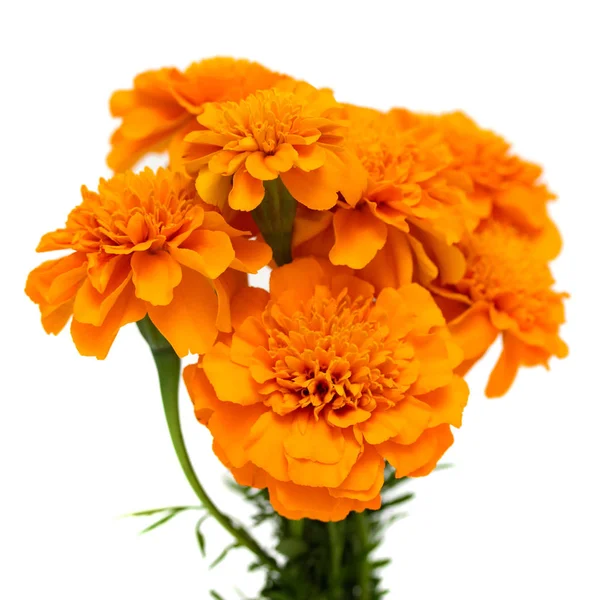 Tagetes Blommor Isolerad Vit Bakgrund — Stockfoto