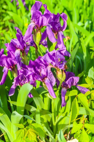 太陽の下で紫色のアイリスの花クローズ アップ — ストック写真