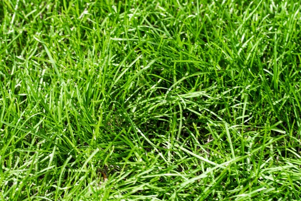 Green Grass Bokeh Blurred Background — Stock Photo, Image