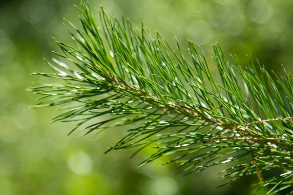 Grüne Fichtenzweige Schließen Sommer — Stockfoto