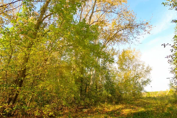 秋の森林風景自然 — ストック写真