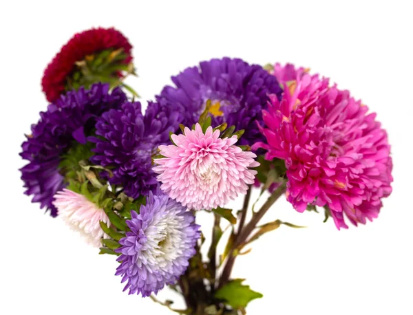 Aster Bloemen Geïsoleerd Witte Achtergrond — Stockfoto