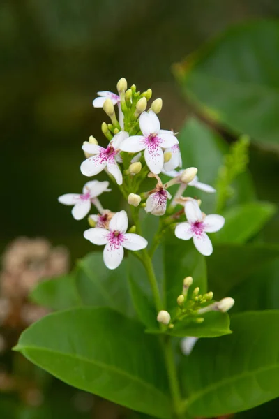 Plumeria — 스톡 사진