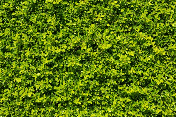 Bakgrund Gröna Blad Ficus — Stockfoto