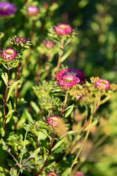 Fiori Lucenti Natura Primo Piano — Foto Stock